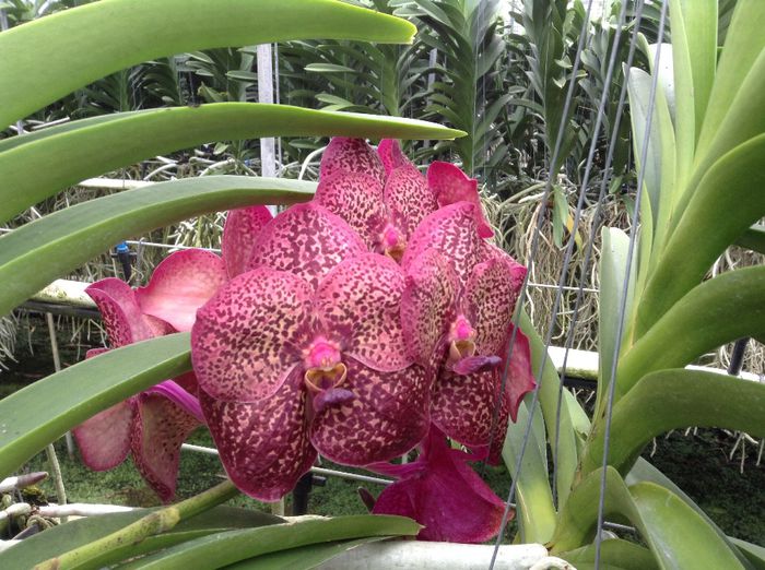 Vanda Red Spotty