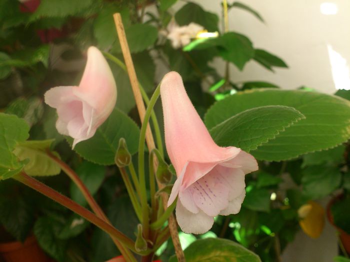 DSC_4791 - Flori 2014