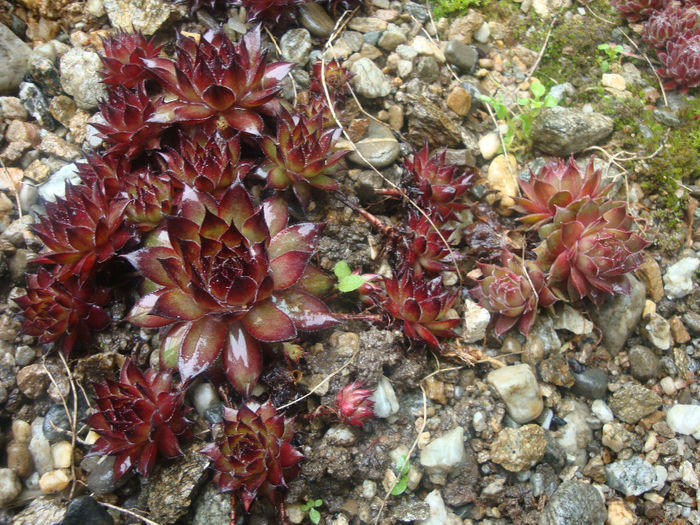 Sempervivum cv. Rubin - Genul Sempervivum