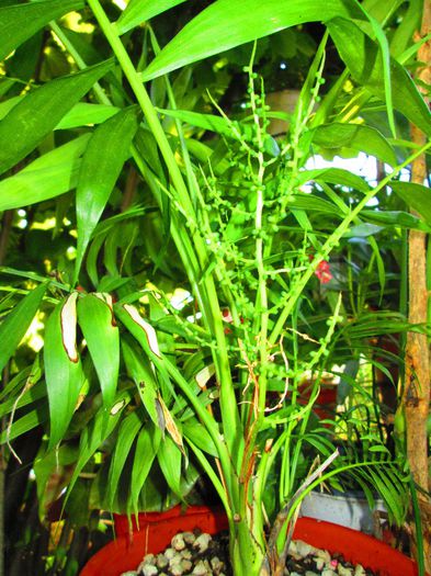 IMG_0367 - Infloriri plante 2014