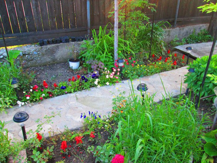 IMG_0368 - Infloriri plante 2014