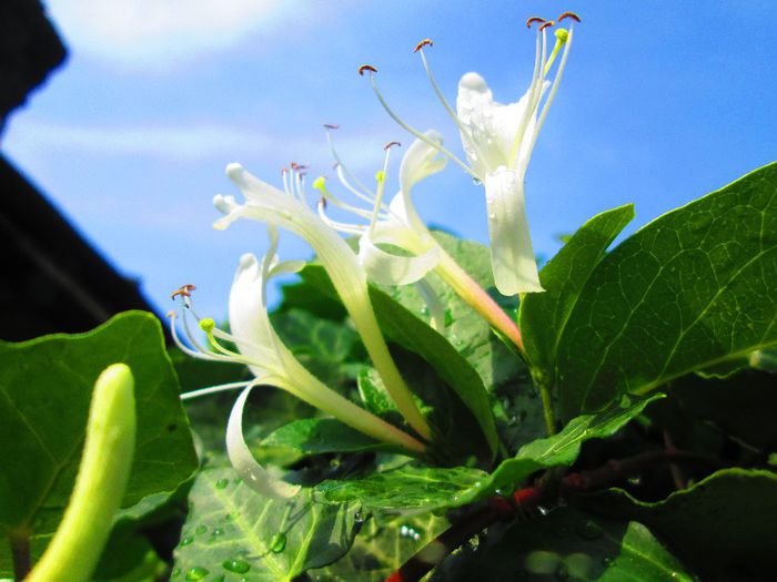 IMG_0379 - Infloriri plante 2014