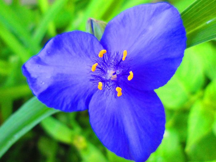 IMG_0391 - Infloriri plante 2014