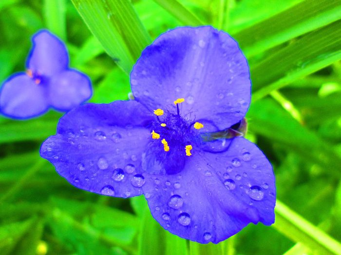 IMG_0394 - Infloriri plante 2014