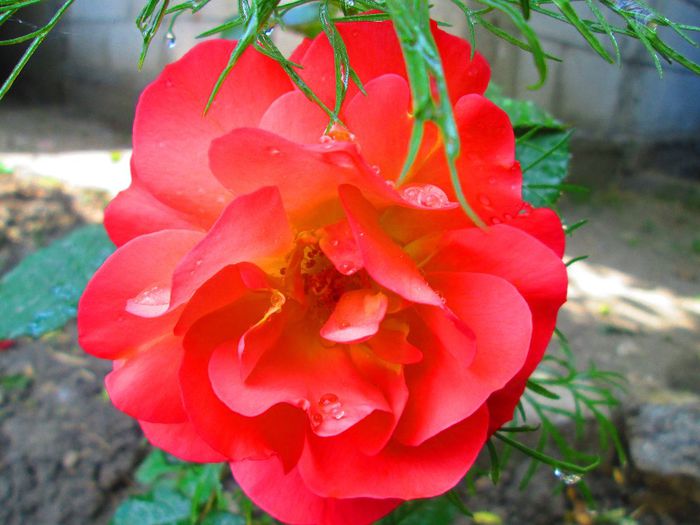 IMG_0408 - Infloriri plante 2014