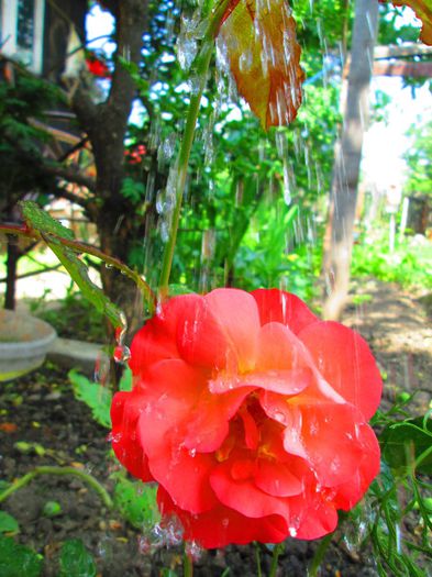 IMG_0413 - Infloriri plante 2014