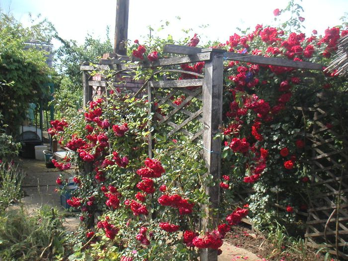 085 Trandafiri căţărători