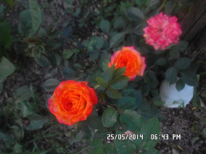  - Trandafiri Dimov