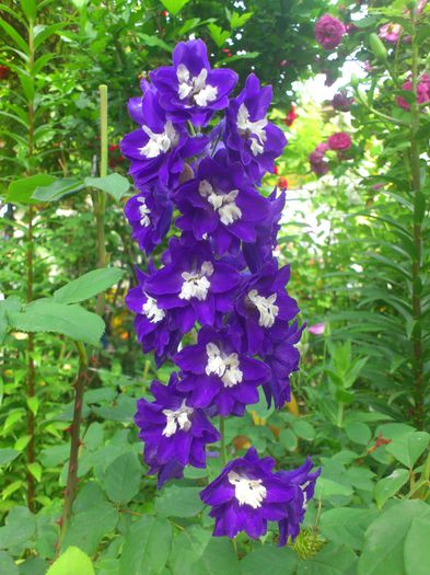 DSC_5808 - PRIMAVARA 2014