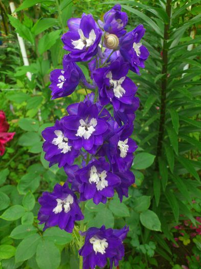 DSC_5789 - PRIMAVARA 2014