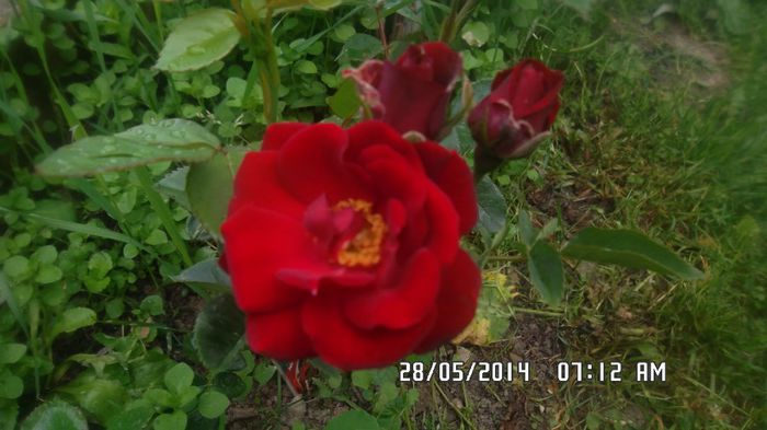  - Trandafiri Dimov