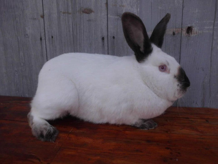 vanduta la Stauceni BT - XX iepuri pe care nu-i mai am