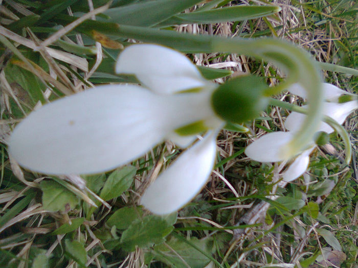 Fotografie0476 - Flori 2014