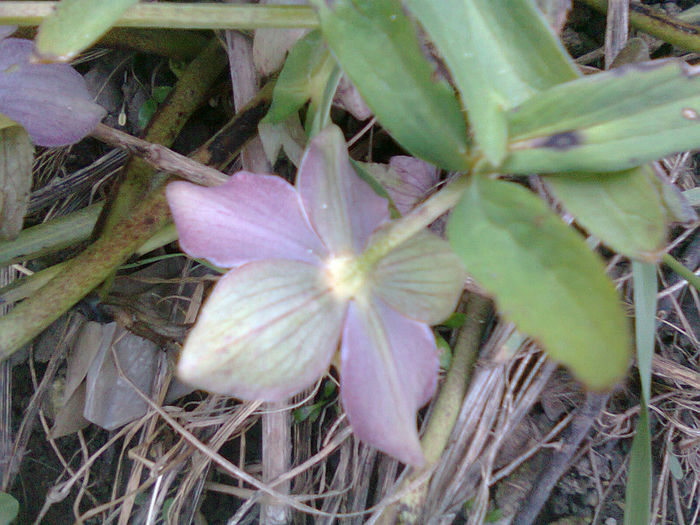 Fotografie0482 - Flori 2014