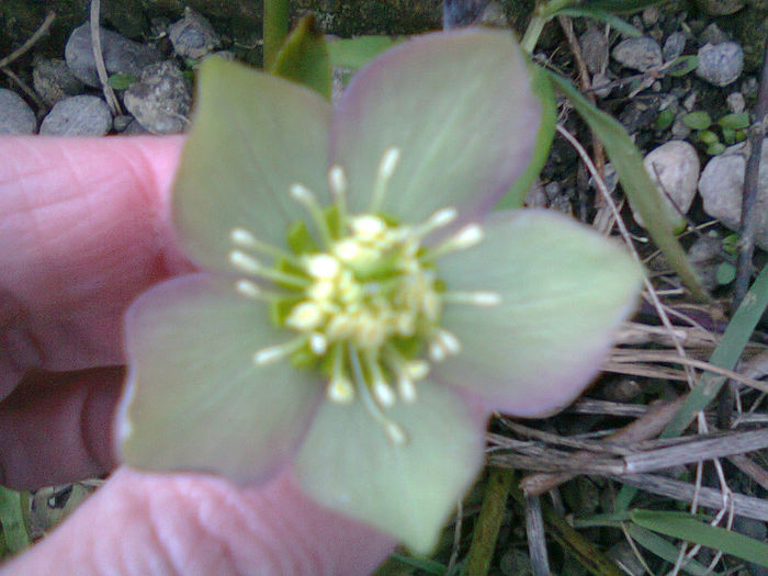 Fotografie0483 - Flori 2014