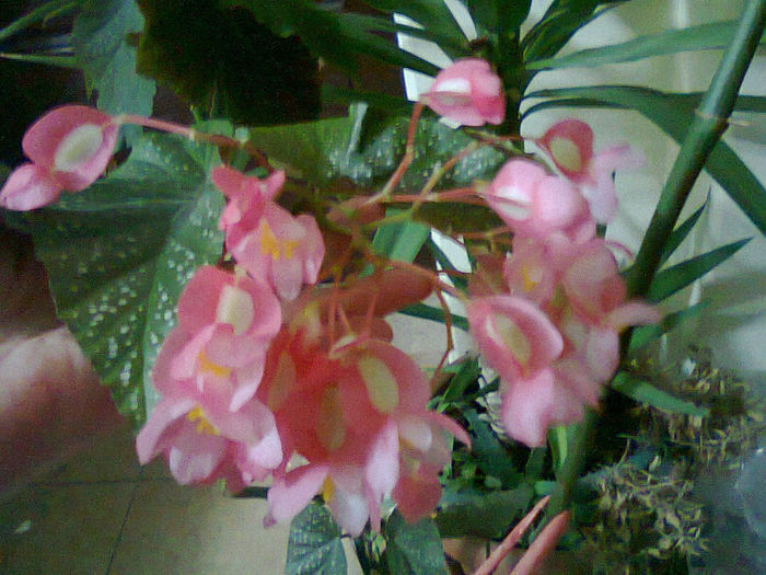 Fotografie0489 - Flori 2014