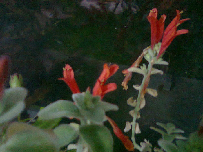 Fotografie0494 - Flori 2014