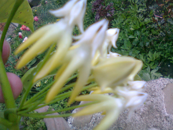 In sfarsit, a inflorit! - Flori 2014