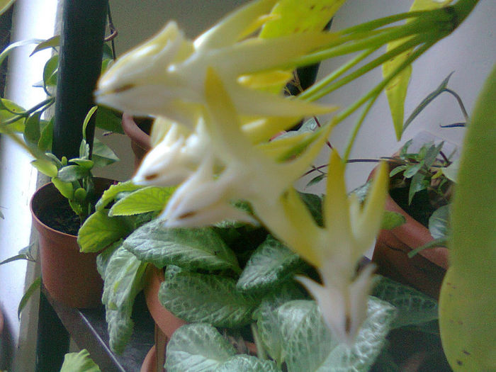 Hoya multiflora - Flori 2014