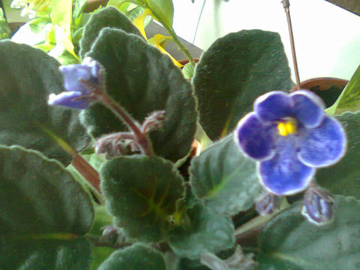 Prima floricica - Flori 2014