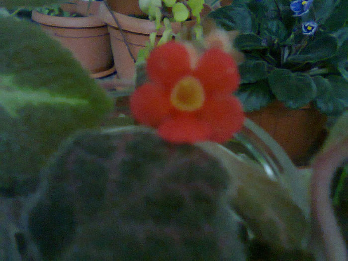 Asteapta sa faca radacini