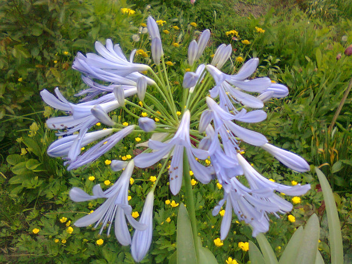 Agapanthus