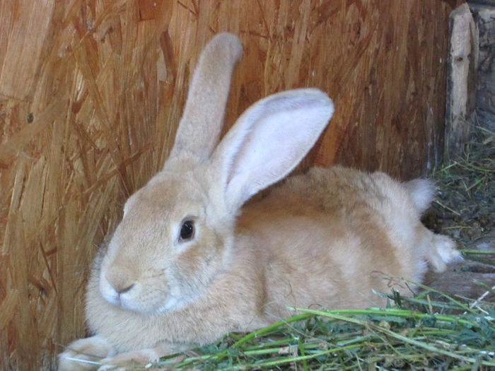 IMG_0018 - Poze pentru Cristi Radoi