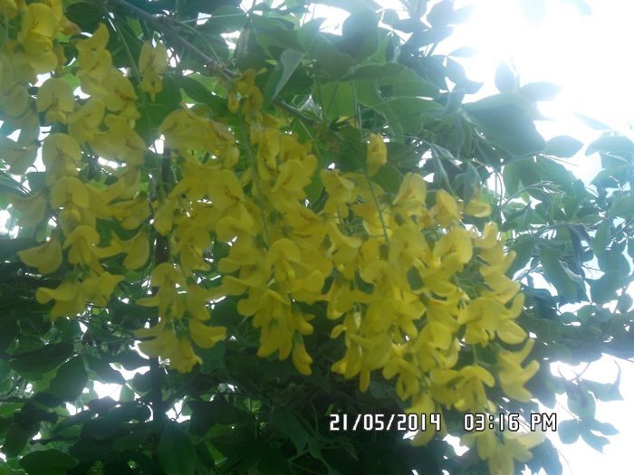  - arbusti ornamentali 2014
