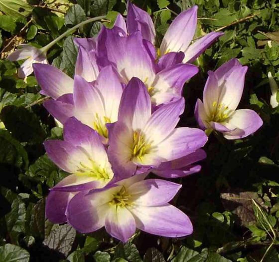 colchicum  bornmuellerii 8,14 lei - litera c