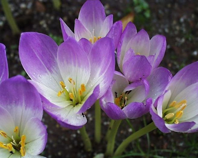 colchicum speciosum 9,86 lei - litera c