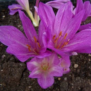 colchicum violet queen 7,68 lei - litera c