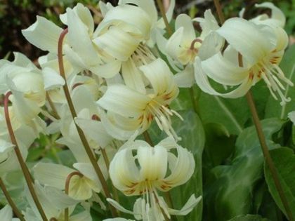 erythronium californicum white beauty 4,62 lei - litera e