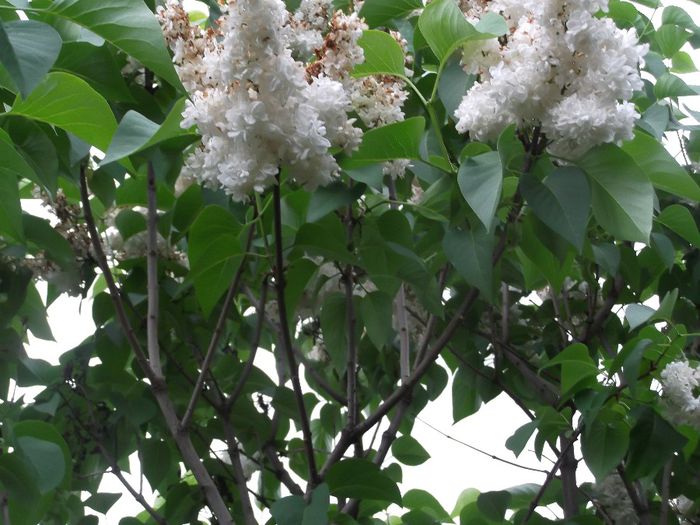 liliac alb - primavara vara 2014