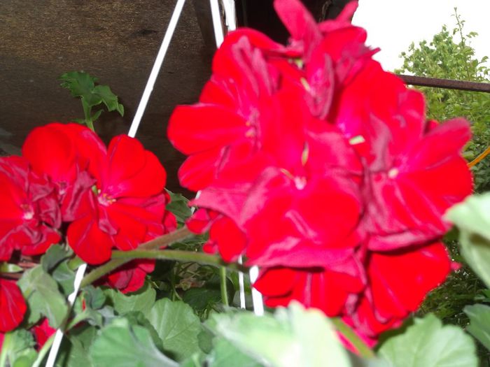 DSCF0825