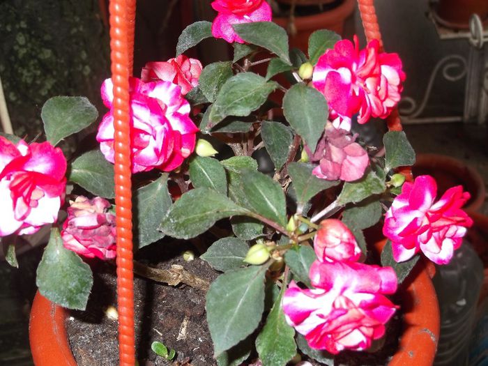 impatiens