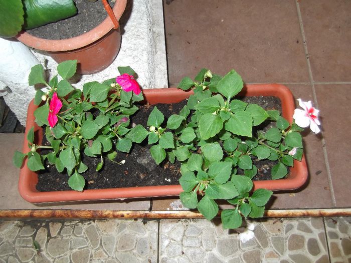 DSCF0853 - primavara vara 2014