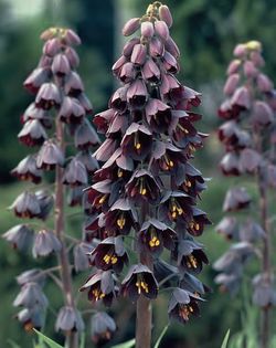 fritillaria persica 9,96 lei - litera f