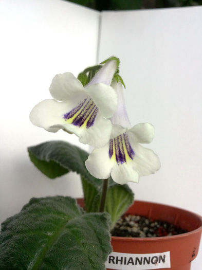 Rhiannon (24-05-2014)