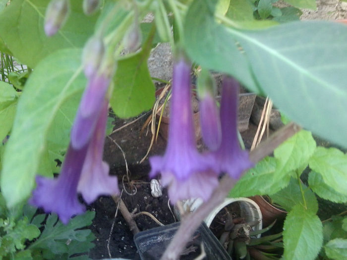 Fotografie1046 - brugmansii-daturi-iochrome 2014