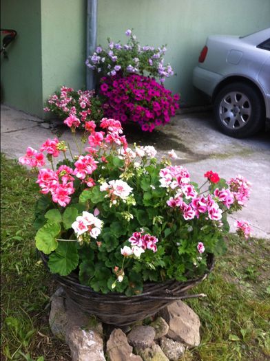 Cosarca cu muscate - Flori de gradina 2014