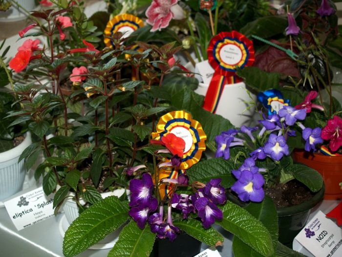 P1012334 - Expozitie violete africane si Gesneriaceae - Bucuresti - 23-25 mai 2014