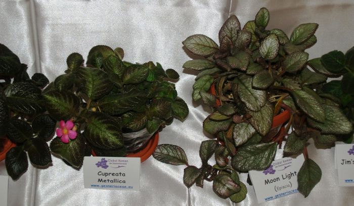 P1012345 - Expozitie violete africane si Gesneriaceae - Bucuresti - 23-25 mai 2014