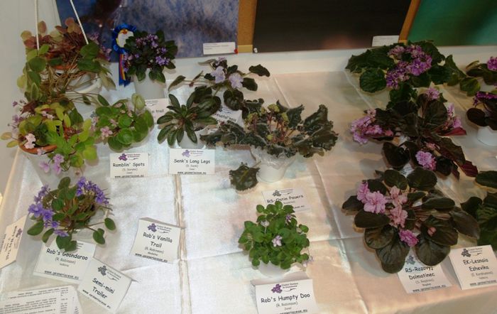 P1012349 - Expozitie violete africane si Gesneriaceae - Bucuresti - 23-25 mai 2014