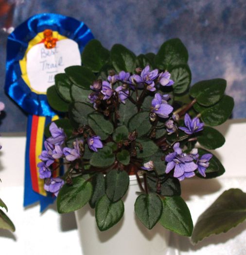 P1012351 - Expozitie violete africane si Gesneriaceae - Bucuresti - 23-25 mai 2014