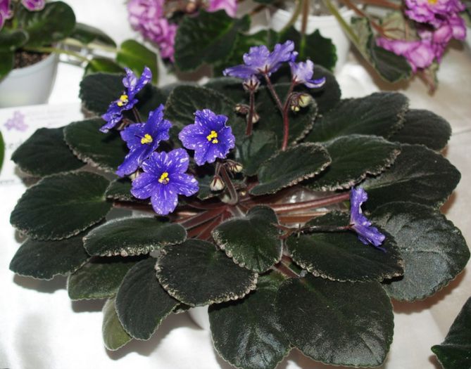 P1012352 - Expozitie violete africane si Gesneriaceae - Bucuresti - 23-25 mai 2014