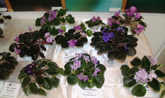P1012353 - Expozitie violete africane si Gesneriaceae - Bucuresti - 23-25 mai 2014