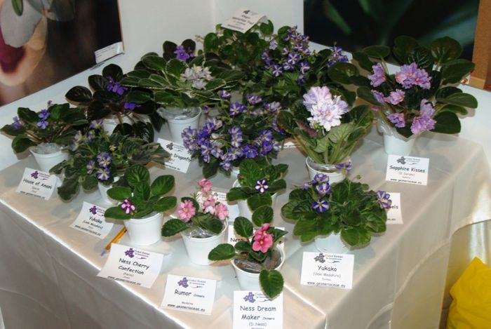 P1012354 - Expozitie violete africane si Gesneriaceae - Bucuresti - 23-25 mai 2014