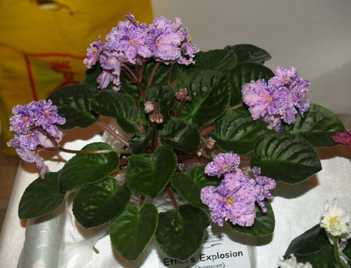 P1012355 - Expozitie violete africane si Gesneriaceae - Bucuresti - 23-25 mai 2014
