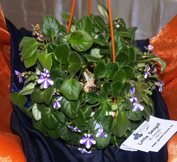 P1012361 - Expozitie violete africane si Gesneriaceae - Bucuresti - 23-25 mai 2014
