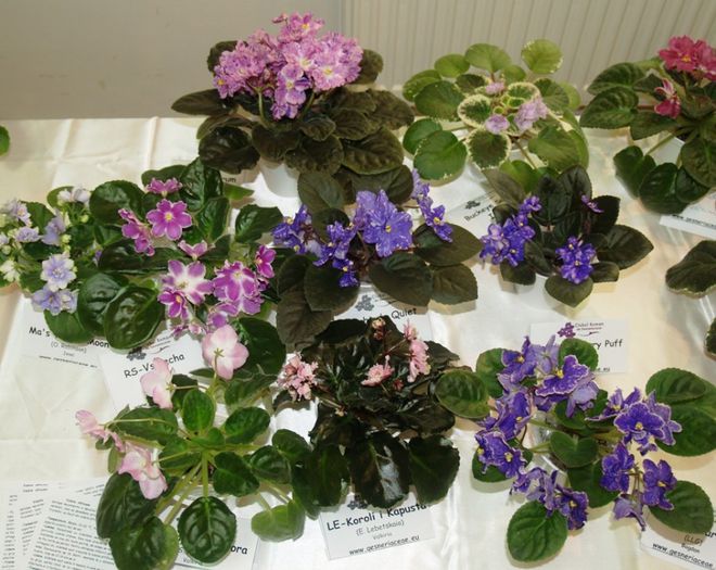 P1012365 - Expozitie violete africane si Gesneriaceae - Bucuresti - 23-25 mai 2014